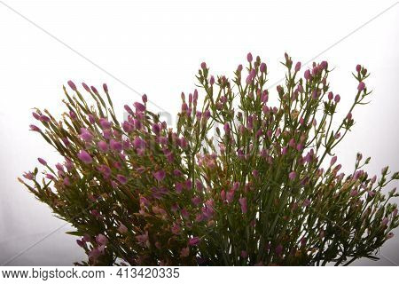 Common Centaury - Centaurium Erythraea.a Flowering Common Centaury, Centaurium Erythraea, Plant Grow