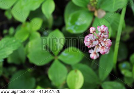 Looking Down A Pink Wintergreen Flower Stem.