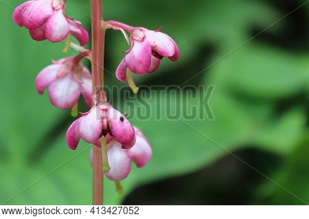 Macro Delicate Flowers On A Pink Wintergreen Plant.