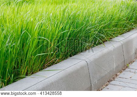 Green Grass And Gray Curbstone. Improvement Of The City. Selective Focus