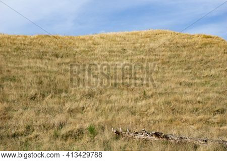 Summer Dry Golden Grass On Hill With Log In Rural New Zealand.