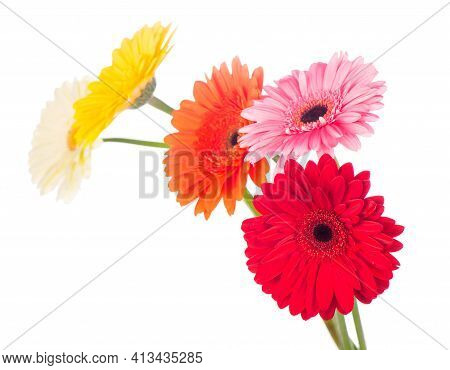 Beautiful Gerbera Flowers Isolated On White Background