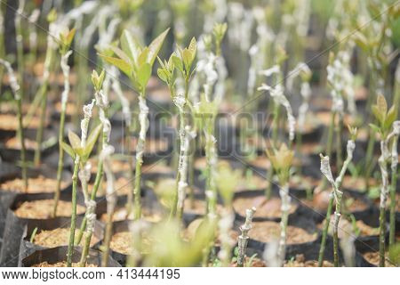 Grafted Avocado Plant Tree Grafting In Nursery House. Avocados Propagation