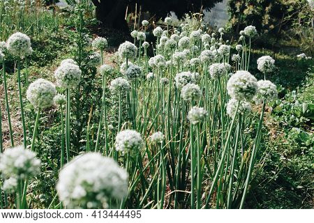 Allium Shallot Onion Garlic Chives Scallion Leek Flower Growing In Field