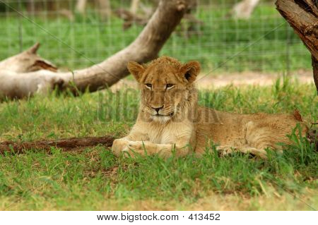Aslan