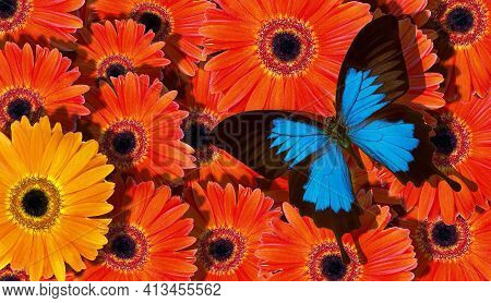 Bright Summer Background. Blue Tropical Butterflies On Bright Orange Gerbera Flowers. Colorful Gerbe