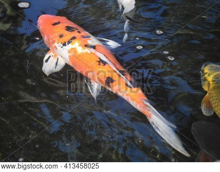 Stunning Koi Fish Swimming In A Koi Pond
