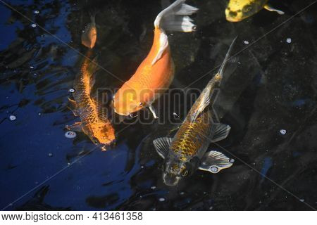 Trio Of Stunning Koi Fish In A Pond.