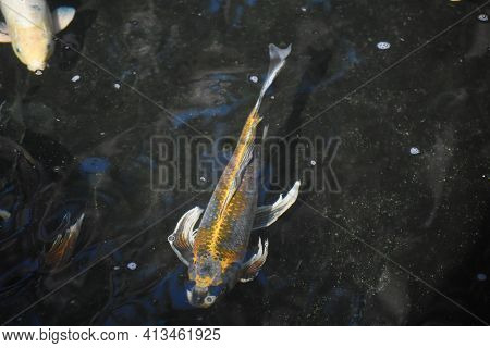 Cute Koi Fish Swimming In A Fresh Water Pond