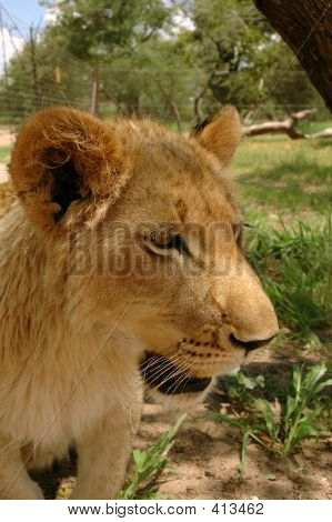 Aslan