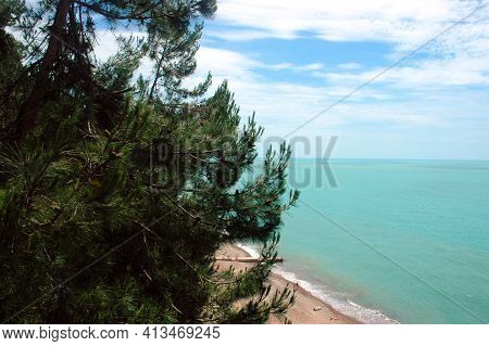The Pines Are Approaching The Seashore. Pine With Long Needles In Pitsunda. The Sea Bay Is Surrounde