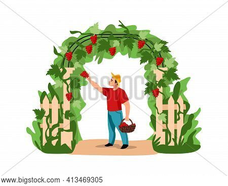 Harvesting. Cartoon Man Picking Grapes. Character Holding Basket Full Of Berries. Agricultural Worke