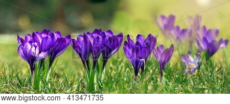 Crocus (plural: Crocuses Or Croci) Is A Genus Of Flowering Plants In The Iris Family. Flowers Close-