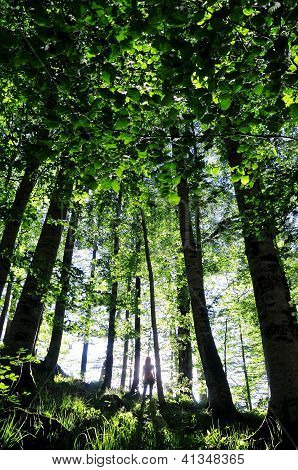 Sagoma della ragazza nella foresta