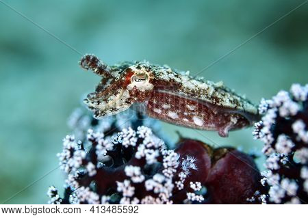 Juvenile Broadclub Cuttlefish (sepia Latimanus, Aka Reef Cuttlefish) Over A Coral. Triton Bay, West 