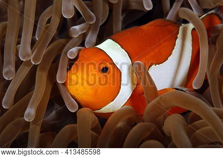 Clown Anemonefish (amphiprion Ocellaris, Aka Ocallaris Clownfish) In Anemone. Raja Ampat, Indonesia