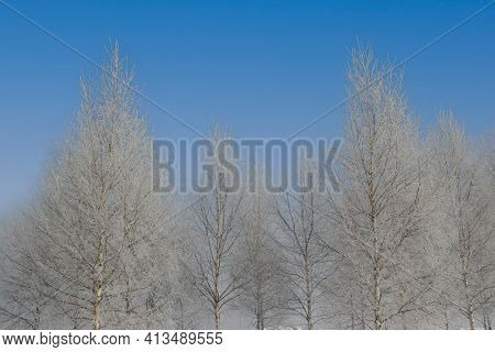 A Tree Covered In Snow High Quality Photo