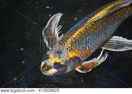 Cute Koi Fish Swimming In A Pond