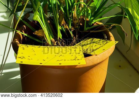 some dark-winged fungus gnats are stuck on a yellow sticky trap