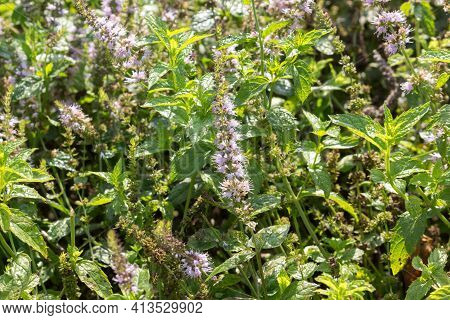 Peppermint, A Medicinal Fragrant Plant, Blooms In The Garden, Summer Background. Sunny Day.