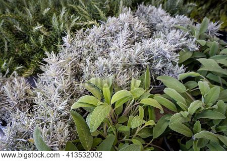 Different Fresh Seedlings In Spring For Home Gardening