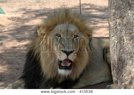 Aslan