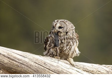 Tawny Owl In The Forest With Mouse In The Beak. Brown Owl (strix Aluco) Sitting On Tree In The Fores