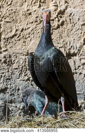 Northern Bald Or Waldrapp Ibis Nestling And Parent