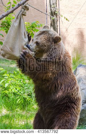 Brown Bear Is Playing With A Jute Bag