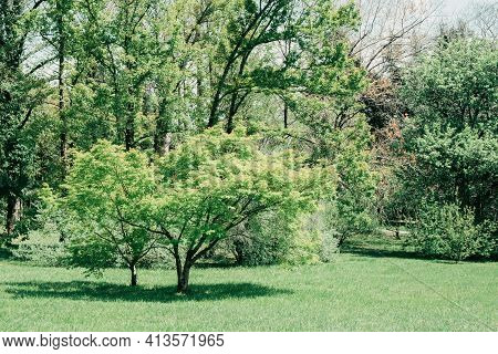 Green Maple Japanese Or Acer Japonicum, Amur Maple, Downy Japanese-maple, Fullmoon Maple In Park, Ho