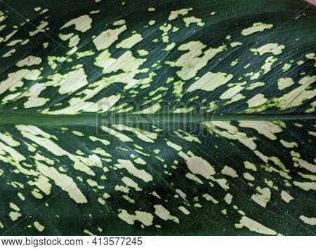 Beras Kutah Plant, Close Up Of Dieffenbachia Leaf, The Dumb Cane Plants