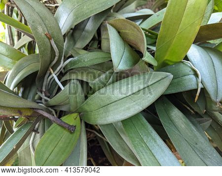 Angrek Or Dendrobium Plant, Green Leaves Texture