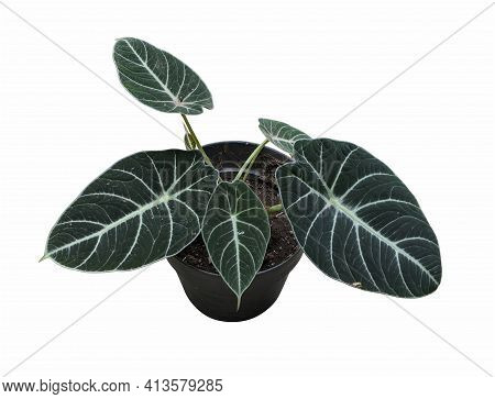 Alocasia Reginula Black Velvet Plant, Isolated On White Background