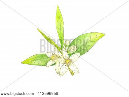 Branch Of Orange Tree With White Fragrant Flowers, Buds And Leaves. Neroli Blossom Hand Drawing Wate