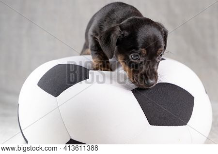 Jack Russell Terrier Puppy Lies On A Soft White With Black Toy Ball, 5 Weeks Old Brindle Dog. In Fro
