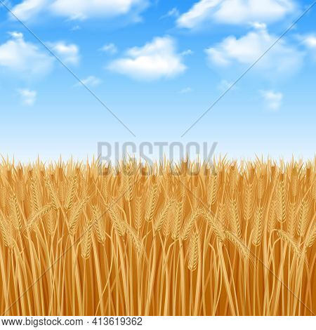 Golden Yellow Wheat Field And Summer Sky Background Vector Illustration