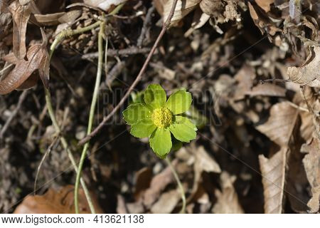 Dwarf Masterwort Flower - Latin Name - Hacquetia Epipactis