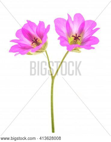 Dovesfoot Geranium Isolated On A White Background