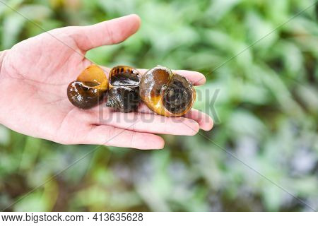 Apple Snail Freshwater Snail River From Nature Field In Hand, Pila Ampullacea Shellfish