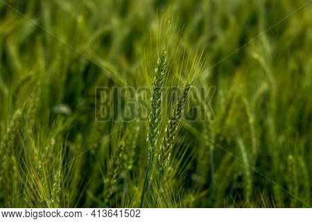 Wheat Is Usually Grown Intended For Food For Humans, But Lesser-quality Wheat And Therefore The Nutr