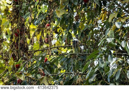 Great Barbet Or Megalaima Virens Bird Portrait In Natural Green Background On A Fruit Tree At Foothi