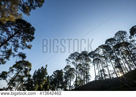 Natural Pine Trees Scenic Forest Landscape In Foothills Of Himalaya Uttarakhand India