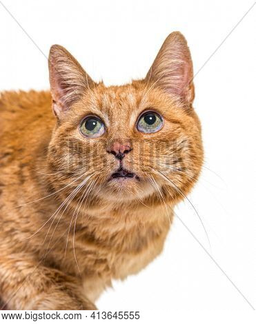 Close-up on a very old ginger cat with lentigo on noise and lips