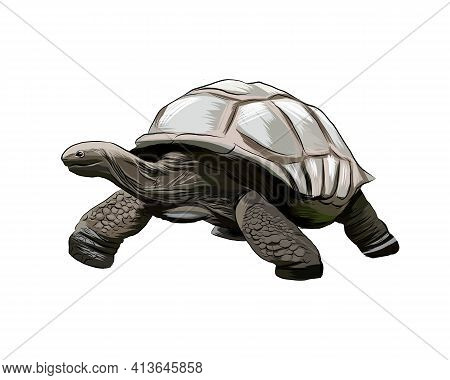 Galapagos Turtle From A Splash Of Watercolor, Colored Drawing, Realistic. Vector Illustration Of Pai