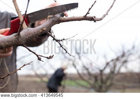Hand With A Garden Hacksaw Prining  Apricot Tree At Spring Time.