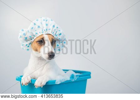 Funny Friendly Dog Jack Russell Terrier Takes A Bath With Foam In A Shower Cap On A White Background