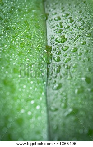 leaf with water drops