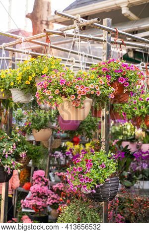 hanging Hybrid pentunias flower in basket