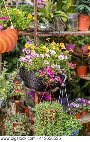 hanging Hybrid pentunias flower in basket