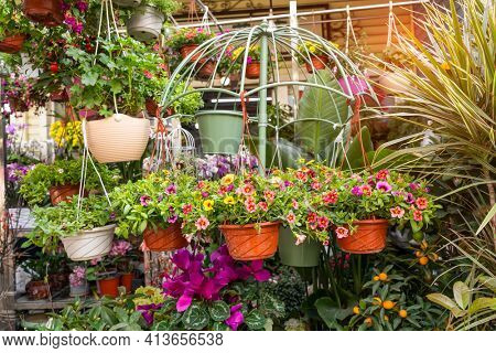 hanging Hybrid pentunias flower in basket